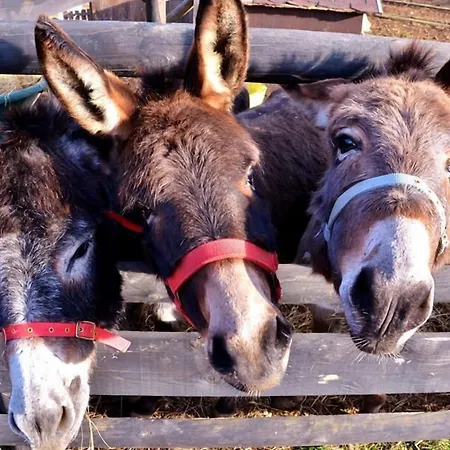 Allegra Fattoria Inn 2*