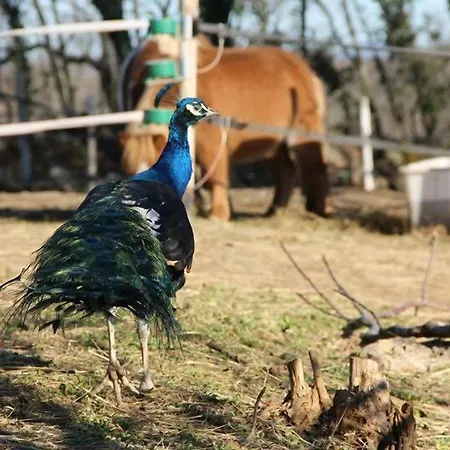 Inn Allegra Fattoria Malchina