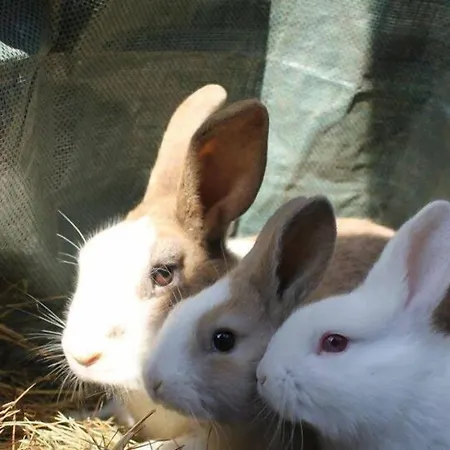 Allegra Fattoria Inn 2*