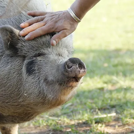Inn Allegra Fattoria 2*