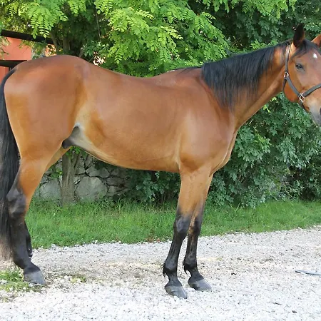 Allegra Fattoria Inn 2*