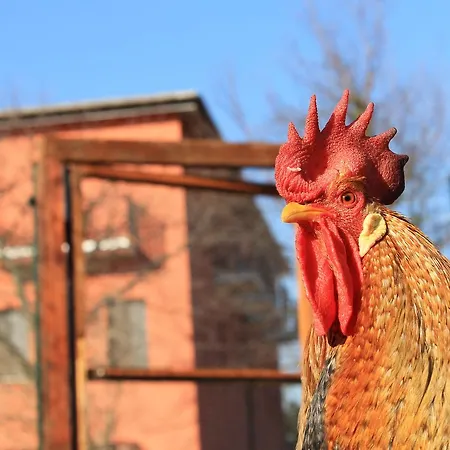 Allegra Fattoria Locanda 2*