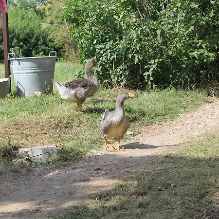 Allegra Fattoria Malchina