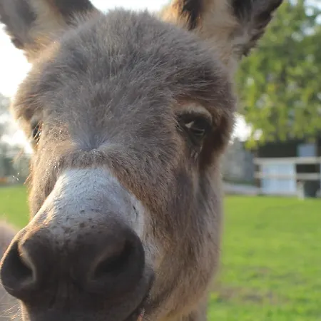 Allegra Fattoria Locanda