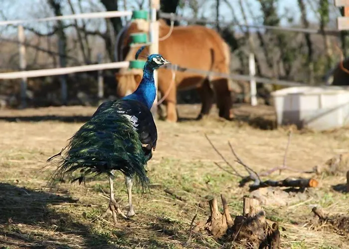 Πανδοχείο Allegra Fattoria Malchina