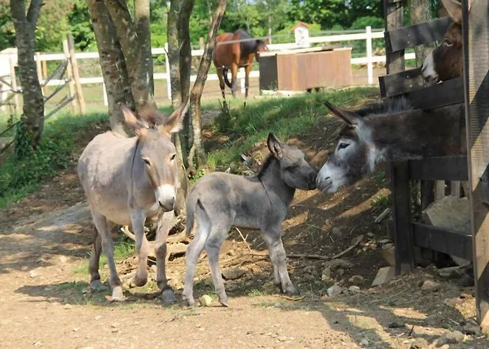 Allegra Fattoria Malchina