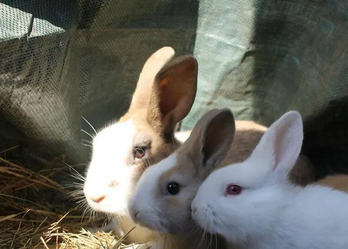 Allegra Fattoria Πανδοχείο 2*