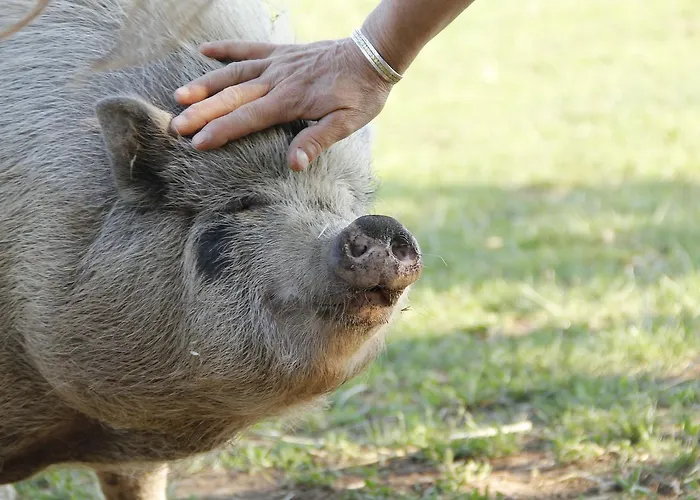 Πανδοχείο Allegra Fattoria 2*