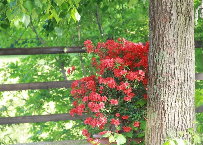 Πανδοχείο Allegra Fattoria 2*