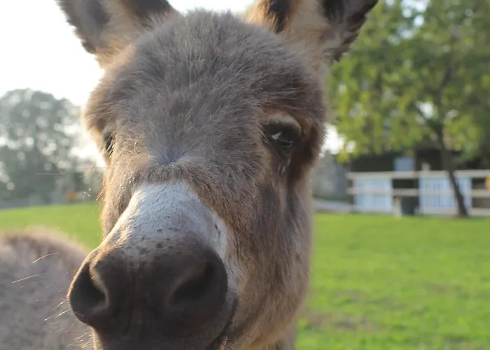 Allegra Fattoria Πανδοχείο